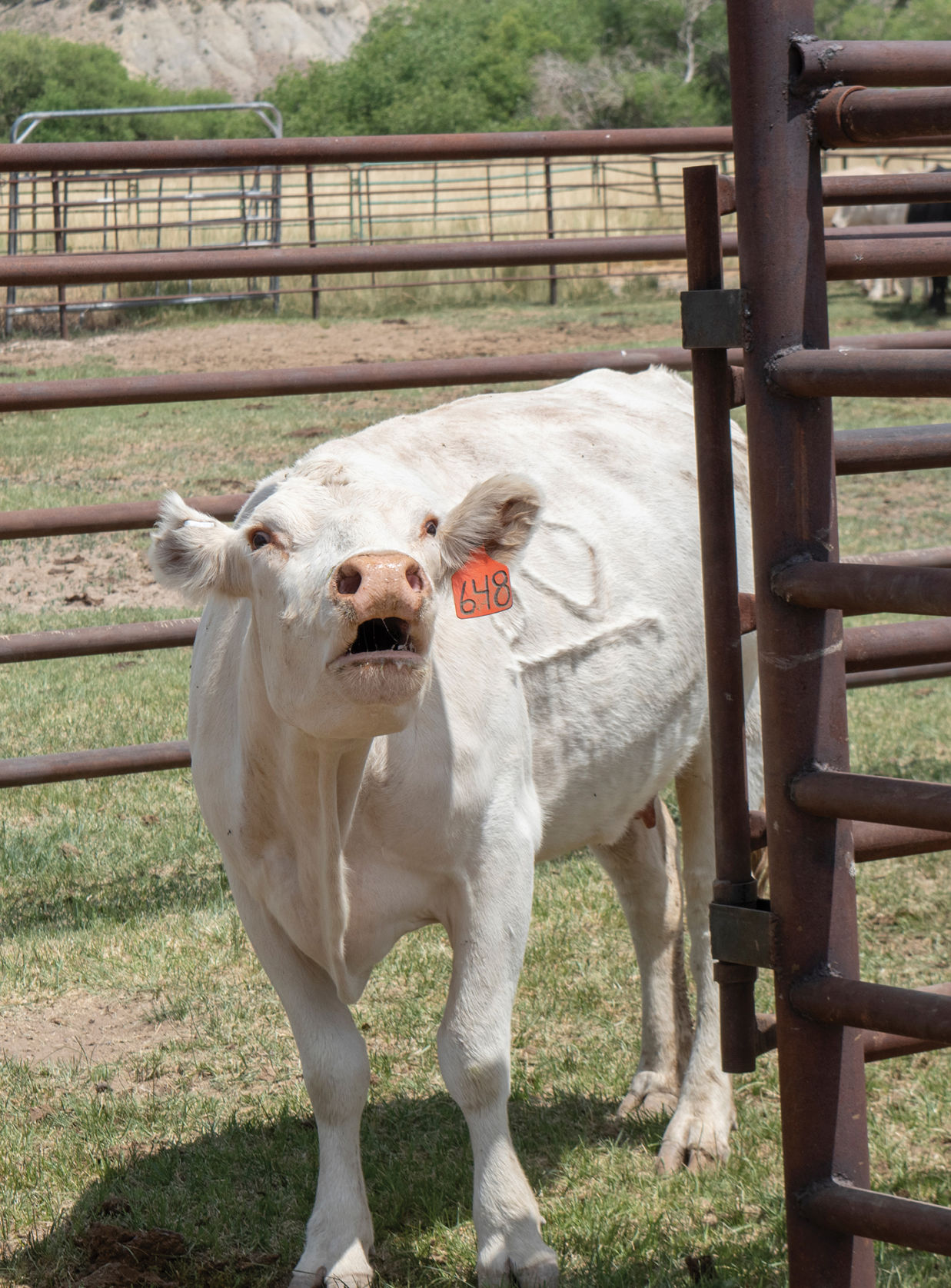 Life at the Van Winkle ranch